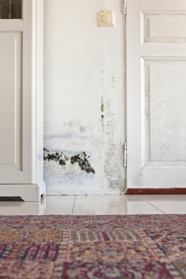 How to Remove Mold on Vinyl Siding ServiceMaster Restore®