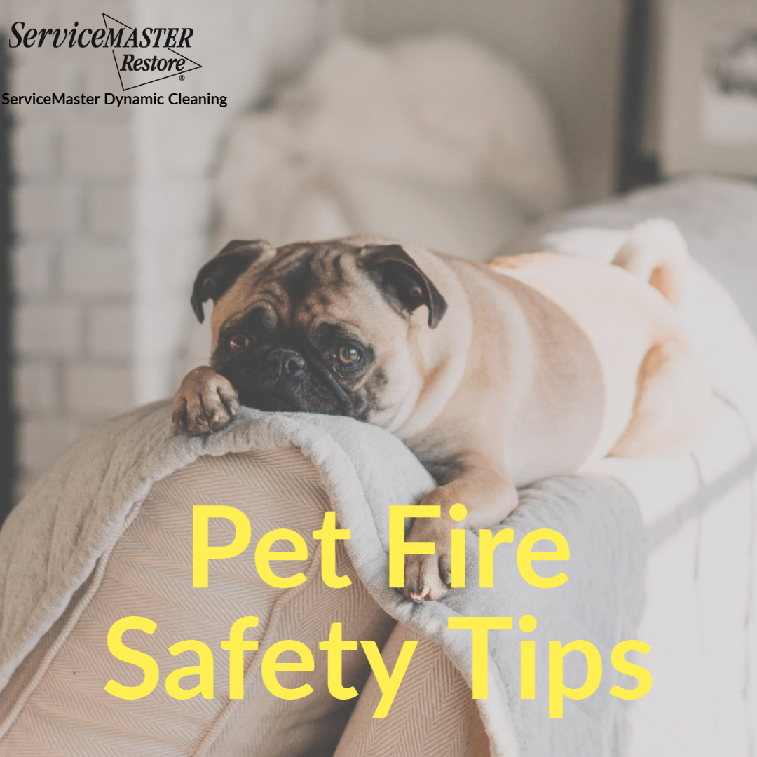 Pet Fire Safety Tips
