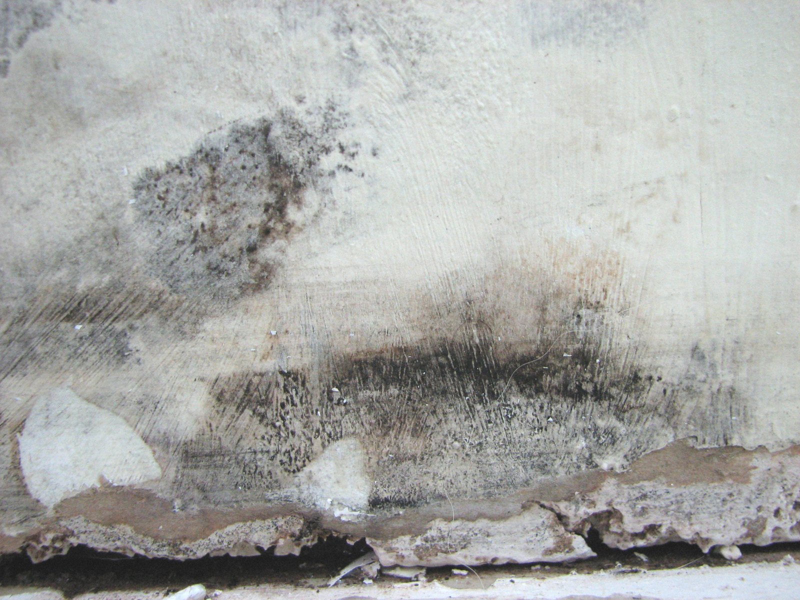 The Differences Between Mold and Mildew