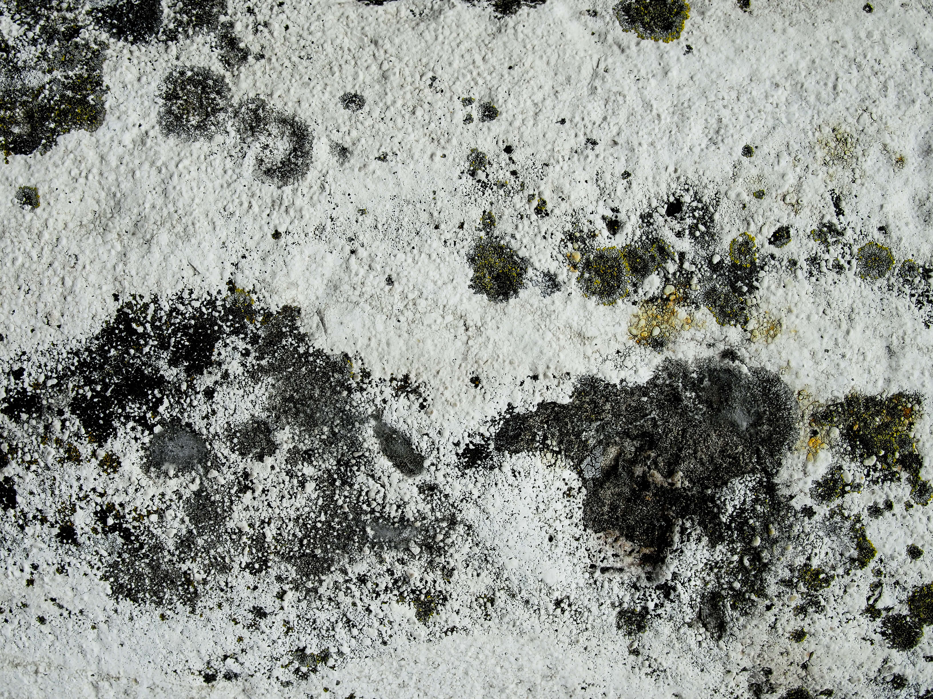 5 Signs of Mold in Your Home 5 Signs of Mold in Your Home